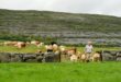 BORD BIA World Environment Day 05.06.23: Ridurre l’impatto ambientale è possibile seguendo il modello di produzione irlandese