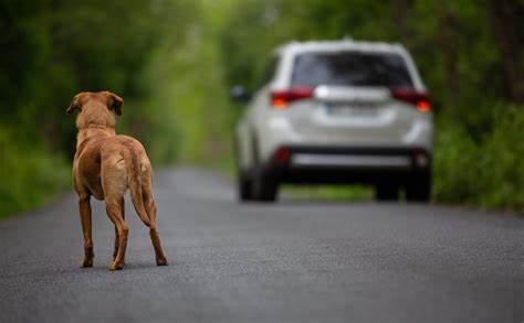 Codice della strada, tra abbandono di animali e ritiro di patente