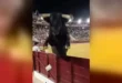Panico all’arena: il toro salta oltre la recinzione e piomba sulla folla
