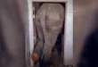 Elefante irrompe nella cucina e resta incastrato nella porta